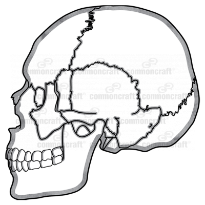 Skull Side Joints
